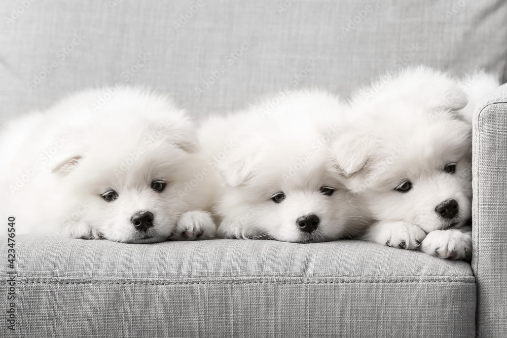 Sweet samoyed 2025