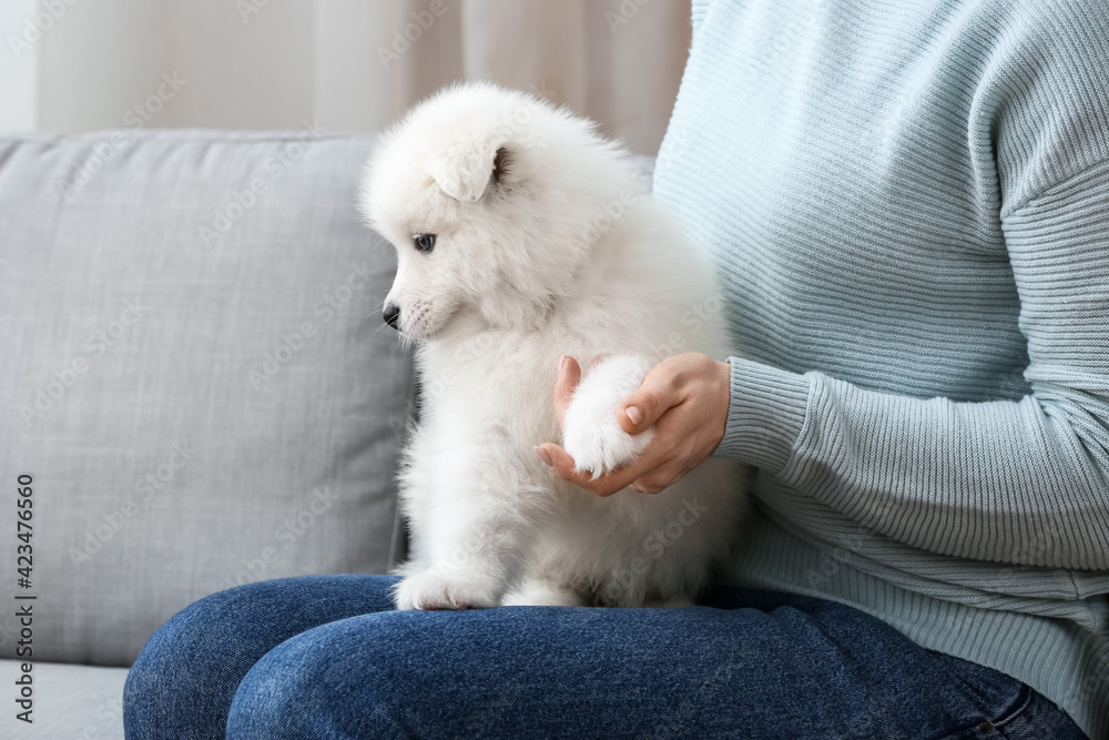 Woman with cute Samoyed puppy on sofa at home Woman with cute Samoyed puppy on sofa at home