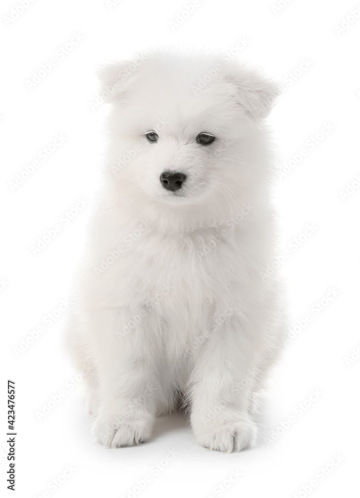 Cute Samoyed puppy on white background Cute Samoyed puppy on white background