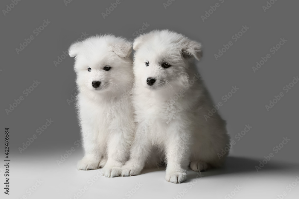 Cute Samoyed puppies on grey background