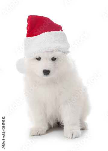Cute Samoyed puppy in Santa Claus hat on white background © Pixel-Shot
