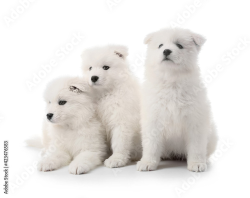 Cute Samoyed puppies on white background © Pixel-Shot