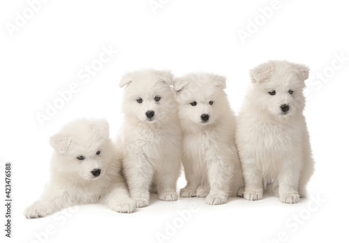 Cute Samoyed puppies on white background © Pixel-Shot