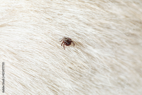 Help clean ticks from dog. Tick-borne diseases. Ixodes ricinus.