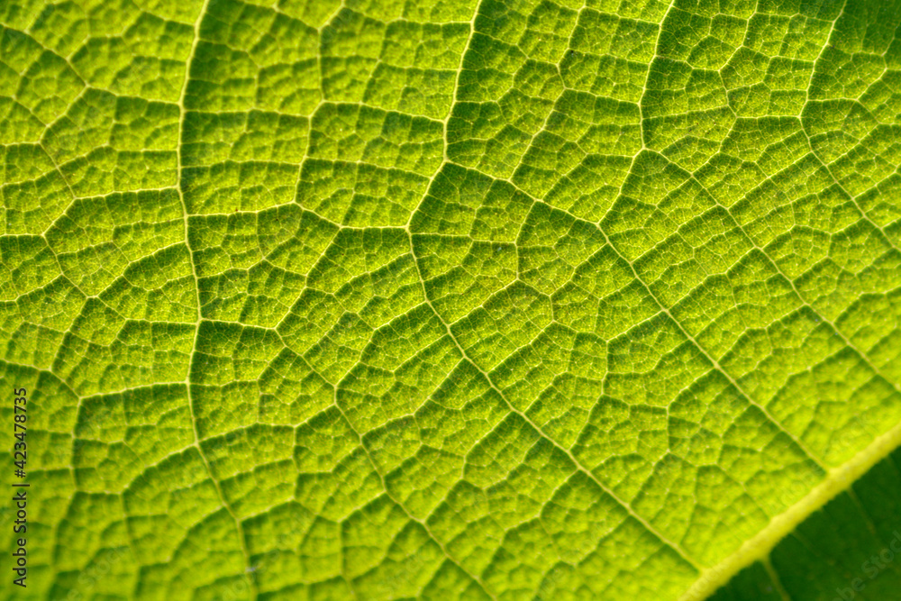 green leaf background green leaf background