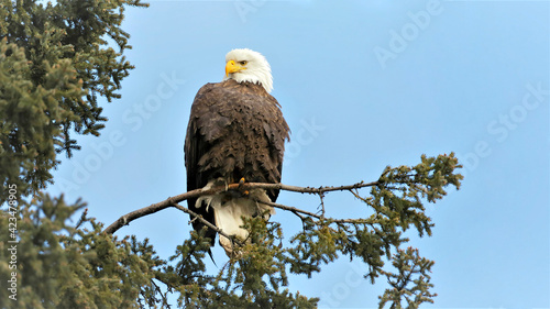 Bald Eagle perched in spruce tree against blue sky.