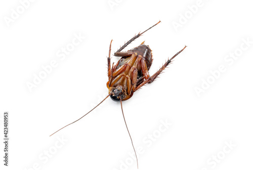 Cockroach dead on white background © sompong_tom