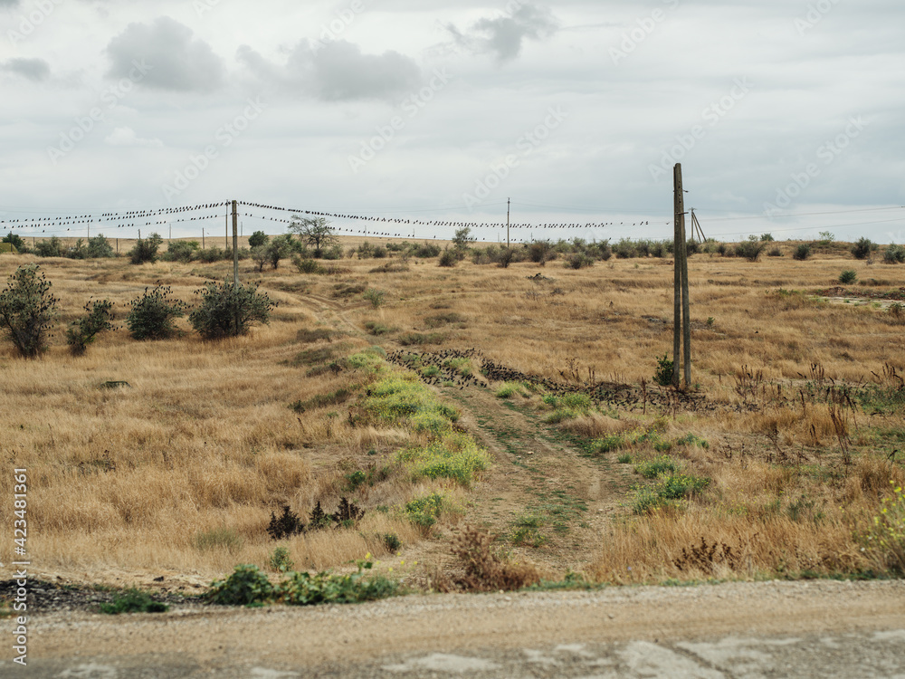 Dry grass nature fresh air clouds road wires