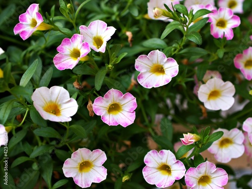 Pink flower with water drops ,petunia Calibrachoa plants in garden with blurred background and macro image ,soft focus ,sweet color ,lovely flowers ,flowering plants ,pink flowers in the garden