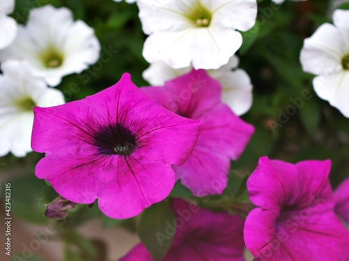 Pink flower with water drops  petunia Calibrachoa plants in garden with blurred background and macro image  soft focus  sweet color  lovely flowers  flowering plants  pink flowers in the garden