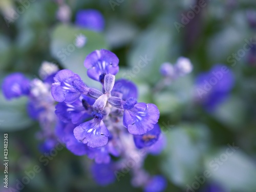 Purple Salvia farinacea sage flower in garden with soft focus and blurred background  macro image  close up of blue flowers 