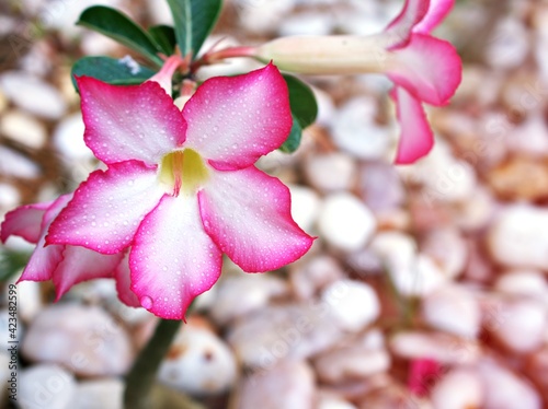Pink desert rose with water drops   Adenium Obesum Pink desert rose with water drops   -Tuba plants in garden  sweet color  macro image  lovely flowering blooming  dew on petals and blurred background