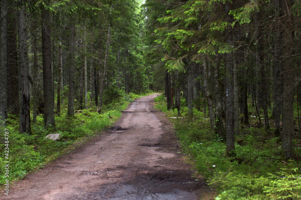 Wet footpath in the forest after rain with large puddles