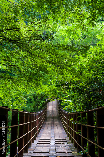 bridge in the green 