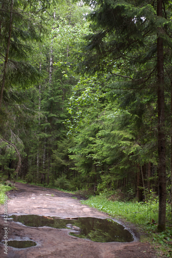 Obraz premium A pedestrian path in the middle of a forest with a large puddle in which trees are reflected.