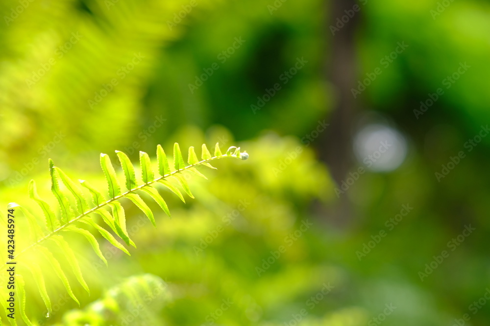 green fern leaves in sunlight