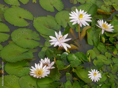 White water lilies blooming in pond, Dintor village, Manggarai regency, Flores, East Nusa Tenggara, Indonesia photo