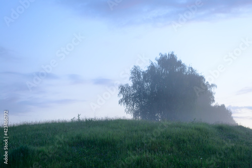 Evening summer landscape with a tree on a hill and fog