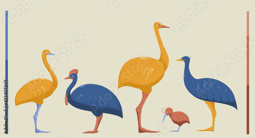 set of colorful ratite birds - nandu, emu, ostrich, kiwi, guinea fowl