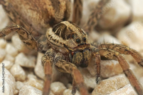 Closeup on one of Europes largest wofl spiders, Hogna radiata in Gard, France