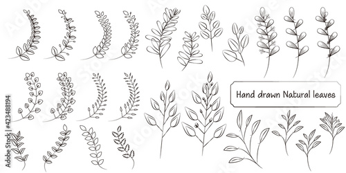 Set of natural leaves and branches elements. hand drawn leaf collection. Vector illustration. ナチュラル葉と枝のセット、手書きリーフイラスト
