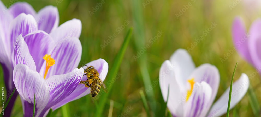 Fototapeta premium Spring awakening - Blossoming purple and white crocuses and bee with pollen illuminated from the morning sun - Spring flowers crocus meadow background panorama