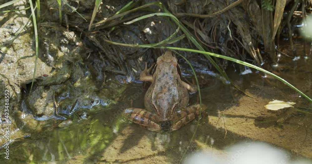 Brown frog is laying eggs in a forest puddle Brown frog is laying eggs in a forest puddle