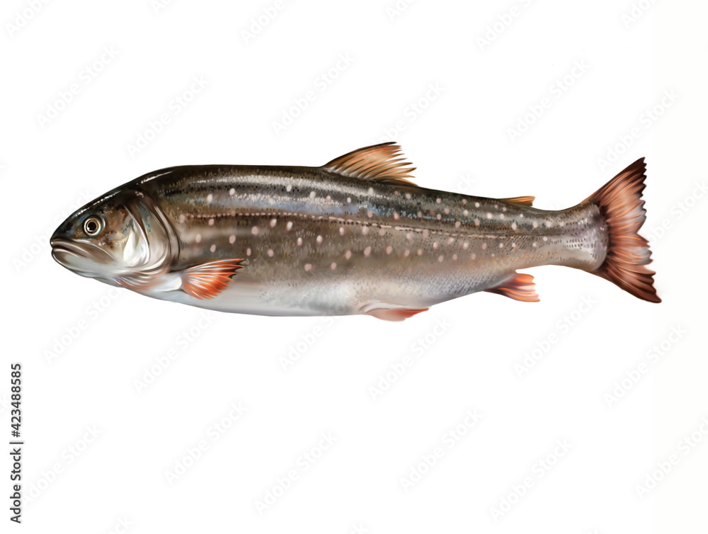 Fototapeta premium Arctic char (Salvelinus alpinus)