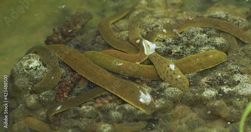 The leech in a shallow water of a stream on the frog eggs photo