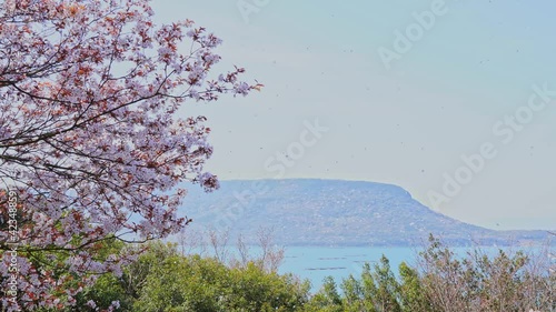 桜　瀬戸内海　遠方に屋島