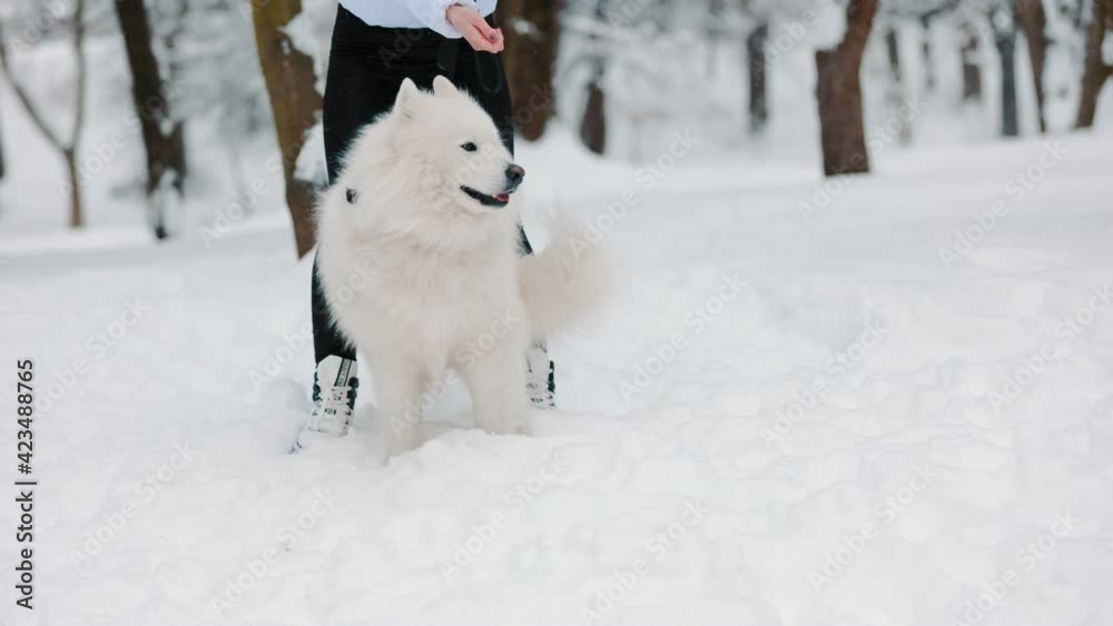 girl with dog in the park in winter girl with dog in the park in winter