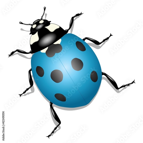 Coccinelle bleue sur fond blanc	