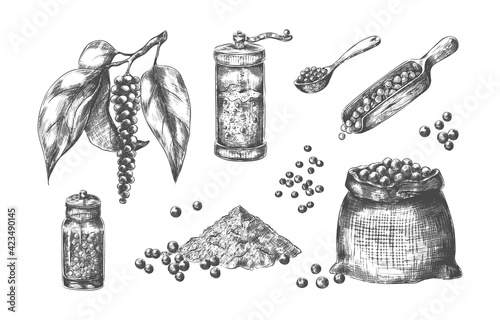 Black pepper. Hand drawn spice with pungent taste. Glass pepperbox. Mill for condiment. Canvas bag and spoons or scoops full of spicy ingredient. Vector corn or powder seasoning set