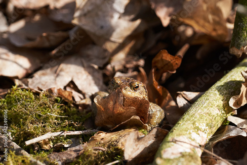Common toad sitting between leafs and branches in forest floor in spring in Denmark