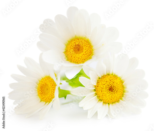 White Daisy Flower  Chamomile or Camomilie  isolated on white background. Side view. Close-up. Floral object