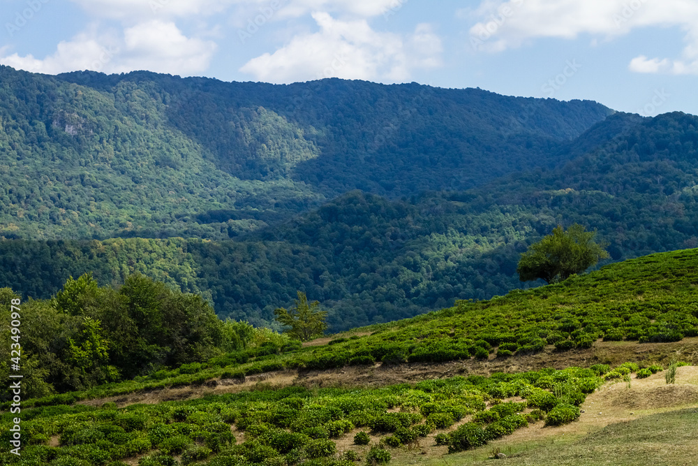 Naklejka premium Beautiful mountain landscape. Sky, mountains, trees and tea plantations.