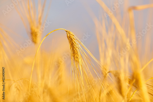 Image of wheat field with blue sky  summer day.