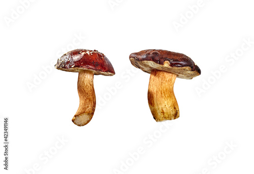 Edible mushrooms (Boletus badius or bay bolete) isolated on white background with clipping path