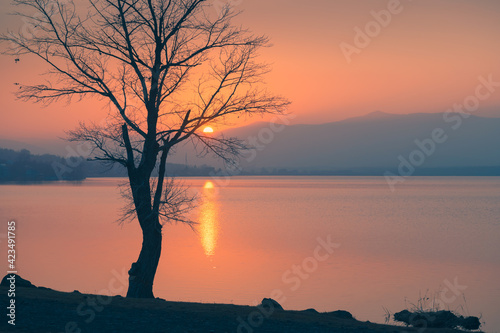 Fototapeta Naklejka Na Ścianę i Meble -  Tree on the shore of lake at pink misty sunset. Beautiful autumn landscape. South Ural, Russia.