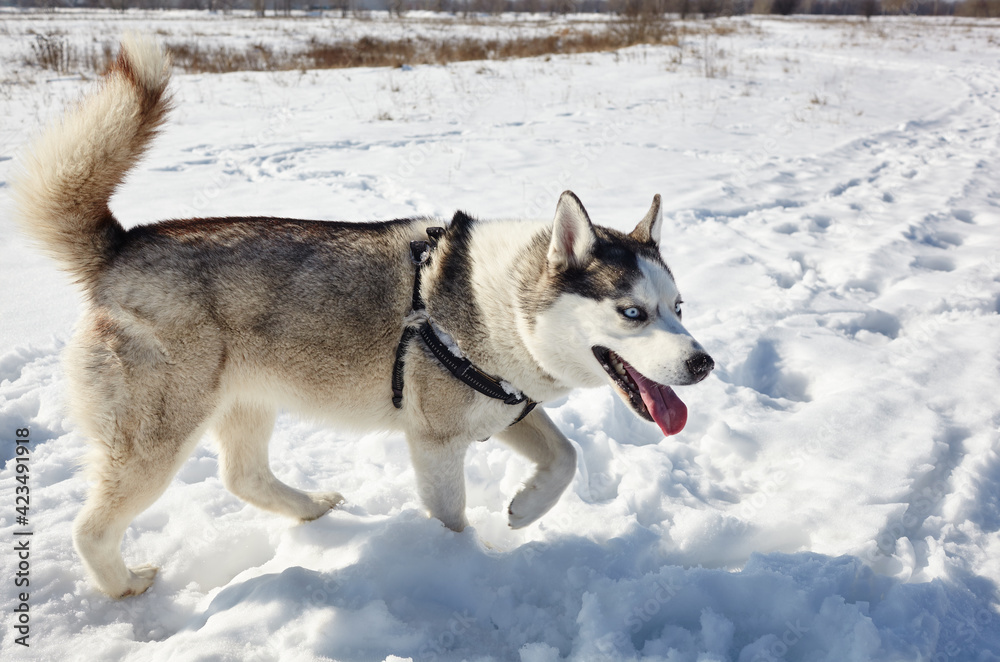 Husky dog stands in the snow and waiting for play Husky dog stands in the snow and waiting for play