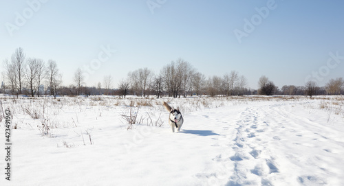 Husky dog running in the snow