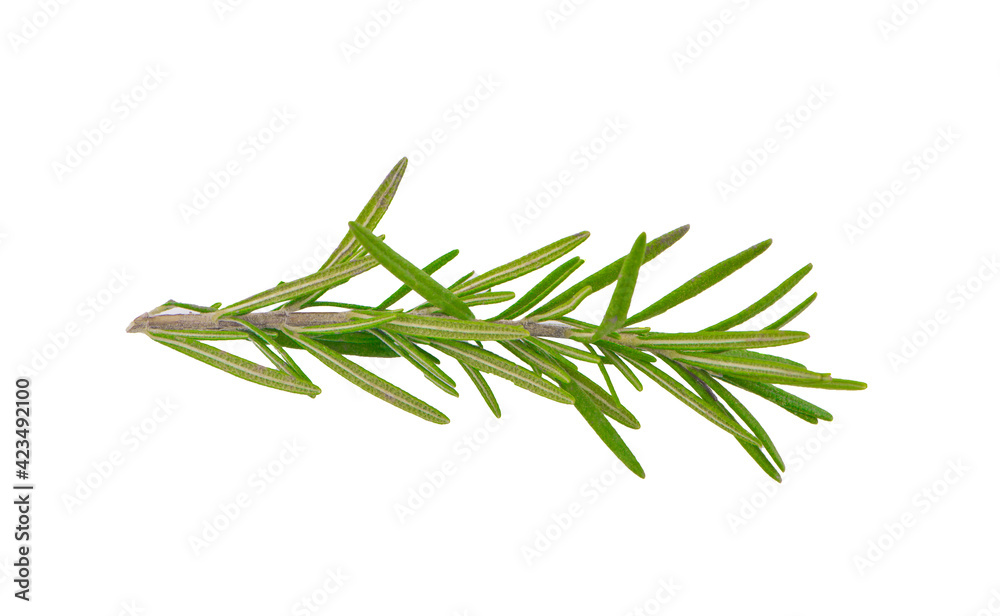 Fototapeta premium tarragon isolated on a white background