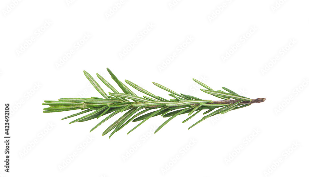 Rosemary isolated on white background, Top view