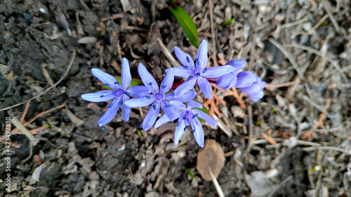 wild hyacinths