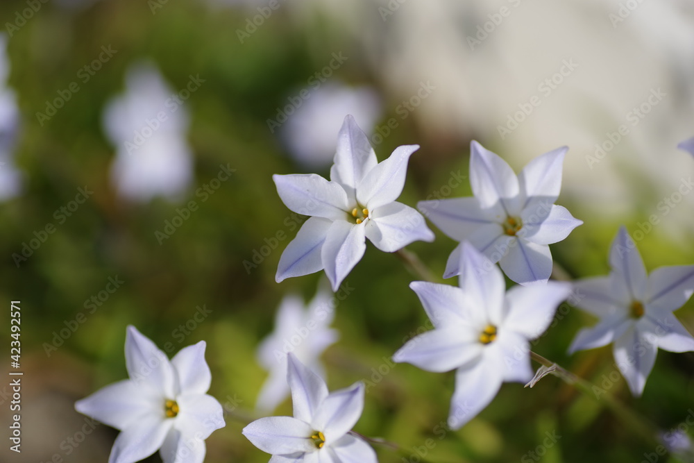 Obraz premium にらの花