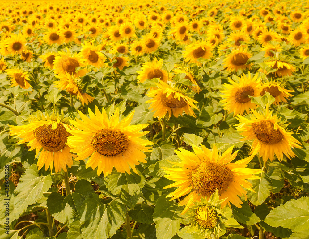 Spring landscape, field of beautiful golden sunflowers, blue sky and white clouds