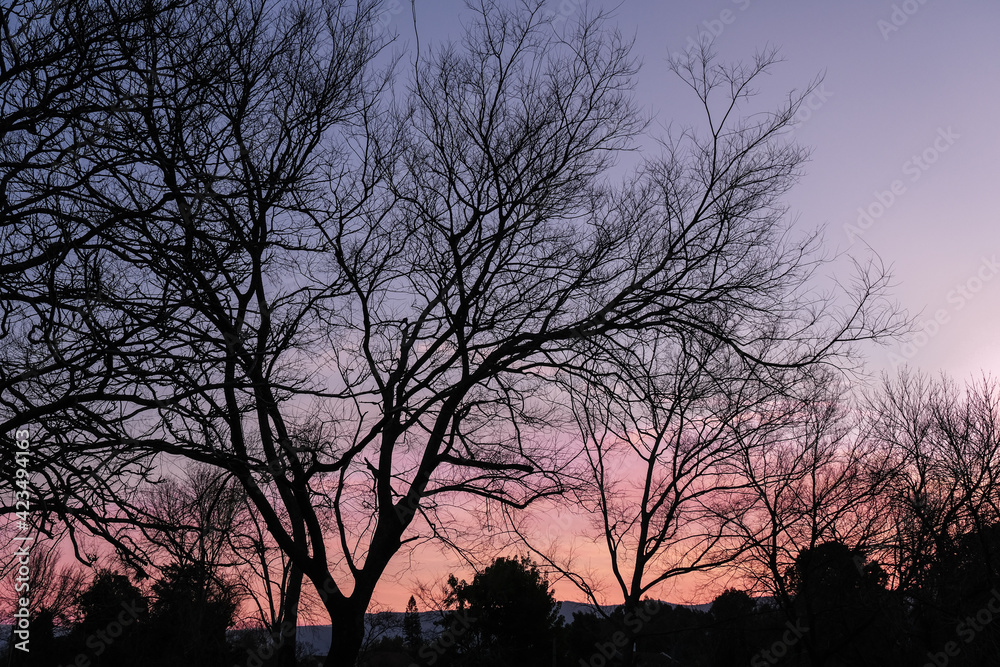Leafless trees at sunset, Kibbutz Dafna, Hula Valley, Upper Galilee. Israel. Leafless trees at sunset, Kibbutz Dafna, Hula Valley, Upper Galilee. Israel.