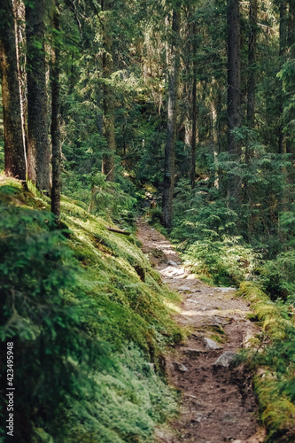 Very ancient and charming Carpathian forest