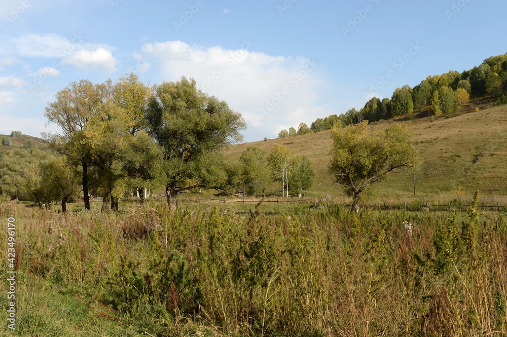 Cannabis thickets in the south of Western Siberia. Russia Cannabis thickets in the south of Western Siberia. Russia