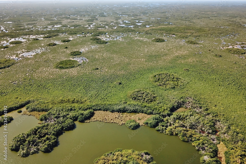 Swampy environment in south Florida
